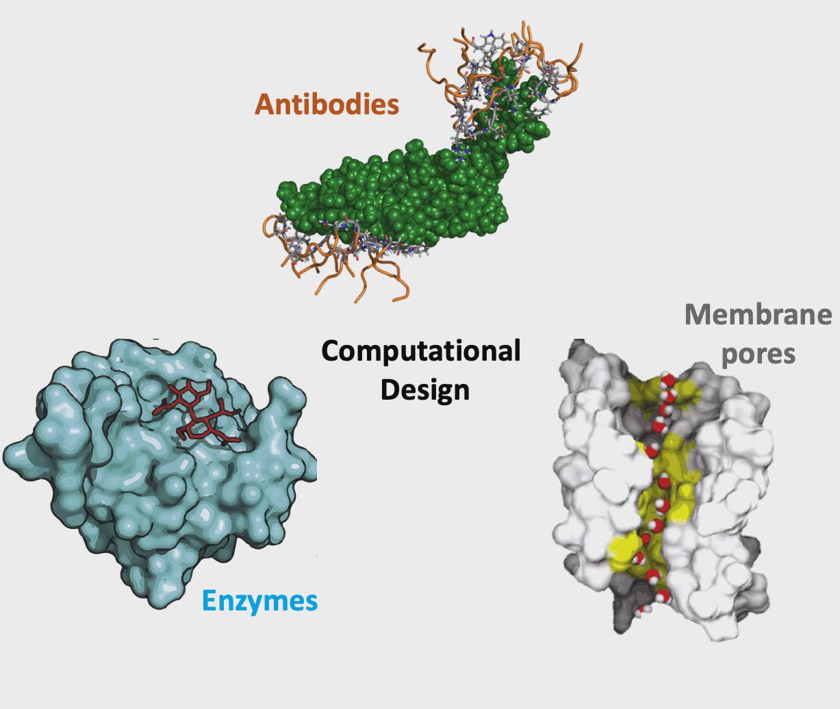 Computational Protein Design